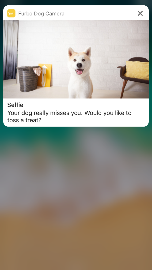 Dog Selfie Alert.png